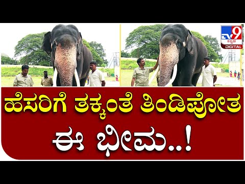 Bhima: ಅರಮನೆಯ ಪಟ್ಟದಾನೆ ಭೀಮನ ಸ್ಪೆಷಾಲಿಟಿ ಏನೇನ್ ಗೊತ್ತಾ..? | Tv9 Kannada