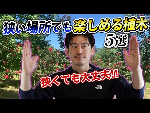 マグノリアは咲いていませんか?それでおしまい 植物