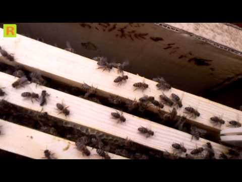 Подсадка матки в новую или старую семью на пасике