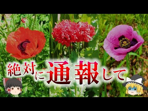 黄色いケシ 植物