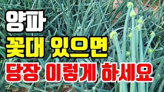 양파에 꽃대가 올라오면 이렇게 하세요. 숫양파 대처방법