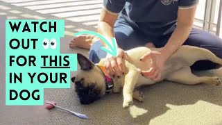 Urgent Neurology Check for Our French Bulldog!