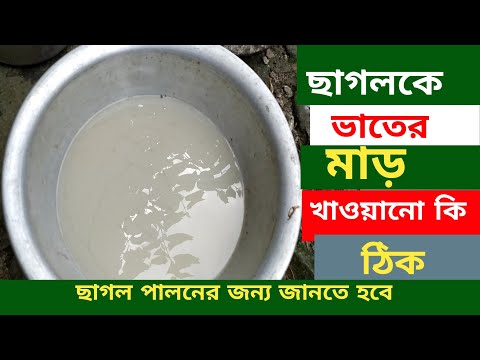 ছাগলকে ভাতের মাড় খাওয়ানো কি ঠিক || ছাগল পানি খেতে চাই না || ছাগলকে পানি খাওয়ানোর নিয়ম