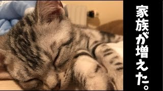 猫を飼いました。