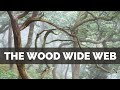 How a Hidden World Changed my Photography - The WOOD WIDE WEB