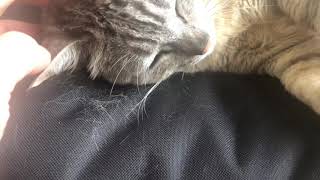 ｢衣替えの時期にゃ〜zzz｣2021/4/13