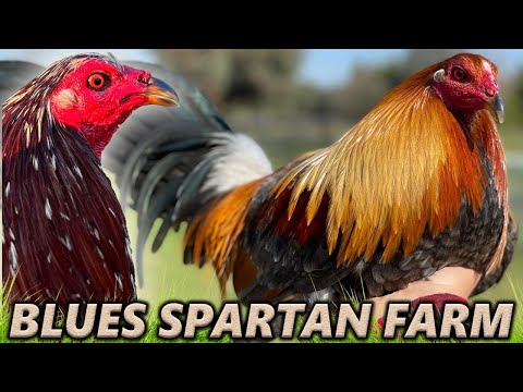 Blues Black Boles Hatch Grey Spartan Farm California - Beautiful Birds