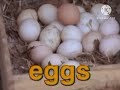Sesame Street Eggs