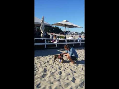 FUNNY DOG AT THE BAECH IN GDYNIA