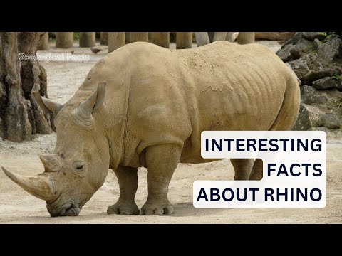 Amazing Facts About The Rhino You Didn't Know! | Zoological Facts
