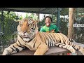 IShowSpeed BARKS AT 1000 POUND TIGER