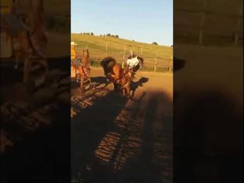 Saddle bronc riding practice June 10th 2020