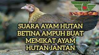 Download lagu suara ayam hutan betina birahi, suara ayam hutan betina, suara pikat ayam hutan, ayam hutan, mp3