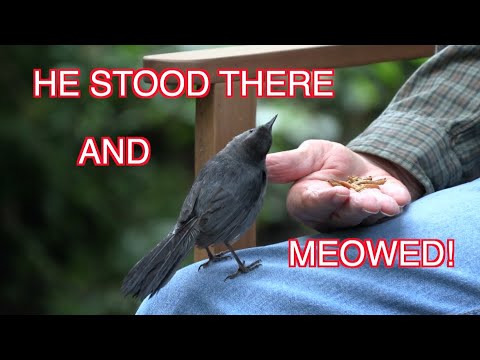 How We Got a Catbird to Eat from Our Hands and Meow: NARRATED