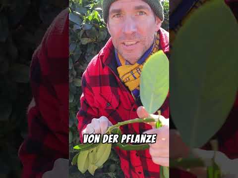 Kirschlorbeer ganz einfach vermehren!  #garten #gartentipps #gartenliebe #SpringOnYouTube