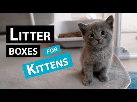 My Favorite Litter Boxes for Fostering Kittens