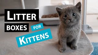 My Favorite Litter Boxes for Fostering Kittens