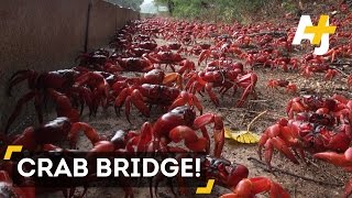Millions Of Red Crabs Cover Christmas Island During Migration