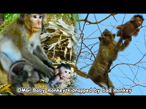 The unlucky baby monkey fell into the hands of the evil monkey and was taken everywhere.