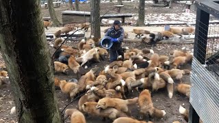 きつね村の餌あげの時間がカオスすぎた