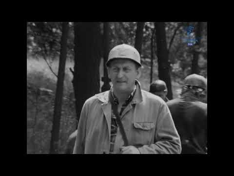 Niecodzienne historie - "Czarne i zielone"