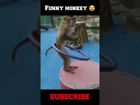 Funny monkey dance 😆 #shorts #shortsvideo