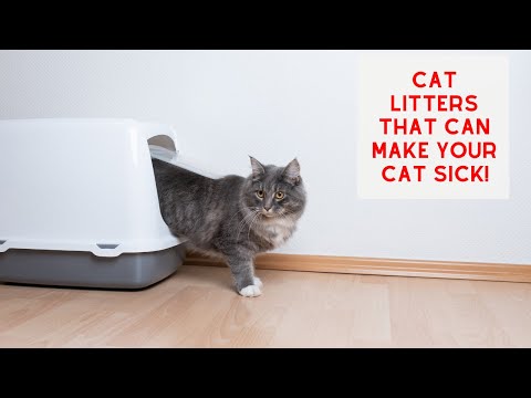 Cat Litters that could Make your CAT SICK!