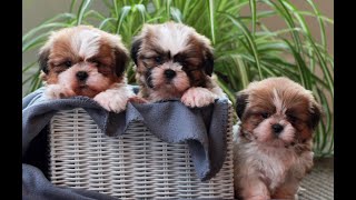 Video preview image #1 Shih Tzu Puppy For Sale in MORGANTOWN, PA, USA