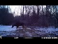 Spring Is In The Air Male Deer Stag Follows Female Doe In Snow