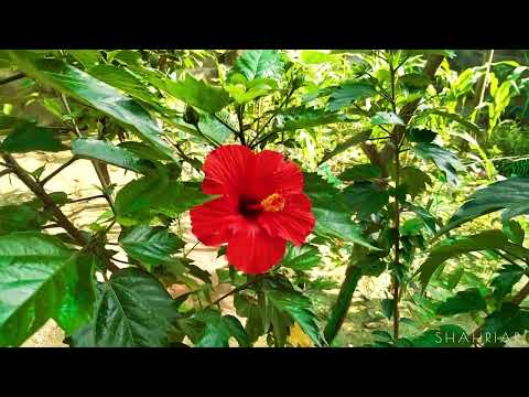 JABA Flower : The Ultimate Garden Beauty of China Rose