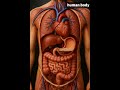 What Happens When You Drink Coca Cola