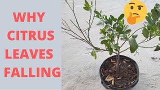 Citrus tree dropping leaves everyday