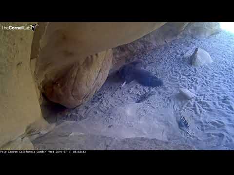 Three Month Old California Condor Chick Stretches - July 11, 2019