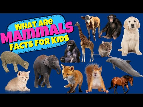 What are Mammals? Mammal Facts For Kids