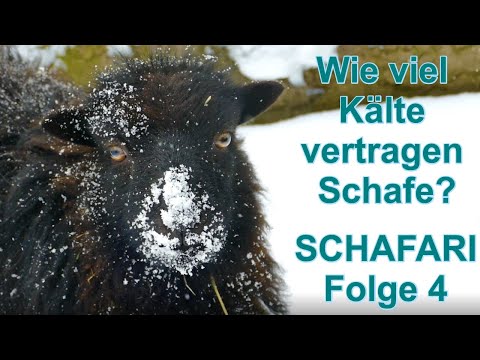 , title : 'Wie viel Kälte vertragen Schafe? SCHAFARI Folge 4 Kamerunschafe und exotische Schafrassen im Winter'
