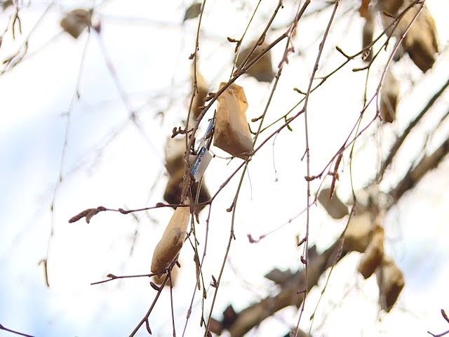 «Чайное дерево» выросло в Ангарске