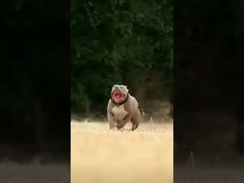 pitbull lover #trending #tauseef #americanbully #pitbulldog #pitbull