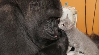 Meet Koko&#39;s New Kittens