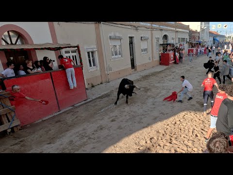 Touro Bravissímo na Última Largada do Montijo 2024