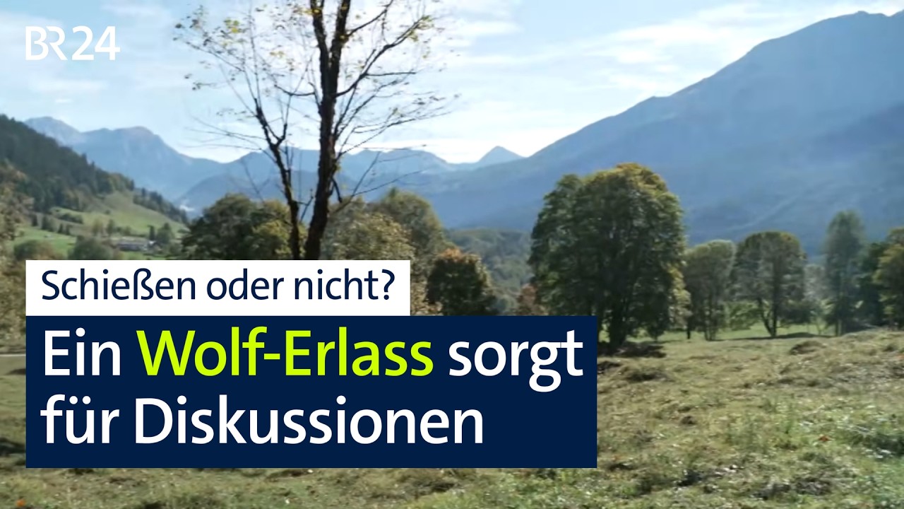 Berchtesgadener Land: Ein Wolf-Erlass sorgt für Diskussionen | Abendschau | BR24
