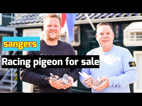 Sangers racing  Pigeon Auction on PIPA: Elite Bloodlines and Top Racing Genes!