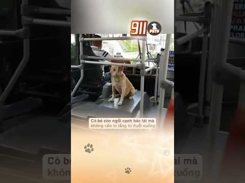 Những vị khách đi xe buýt dễ thương 🥰
