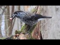 Spotted Nutcracker (Nucifraga caryocatactes)