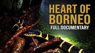 Download lagu Expedition Kalimantan: Herping Adventure in the Jungle of Borneo mp3