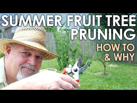 Summer Fruit Tree Pruning - How To and Why || Black Gumbo