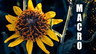 Secret Garden Photography with Telephoto Magic