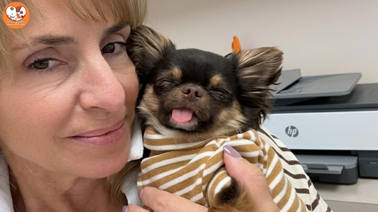 Chihuahua Has Hilarious Reaction When He Feels Ignored