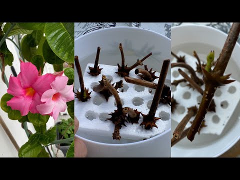 Einfachste Methode Dipladenia Mandevilla vermehren 2024 - Lilo Siegel