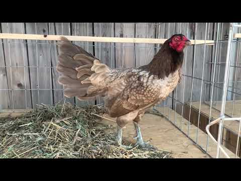 Chocolate 🍫 Henny