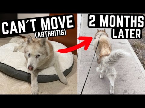 HOW I TREATED MY DOG´S ARTHRITIS FAST (without drugs or painkillers)